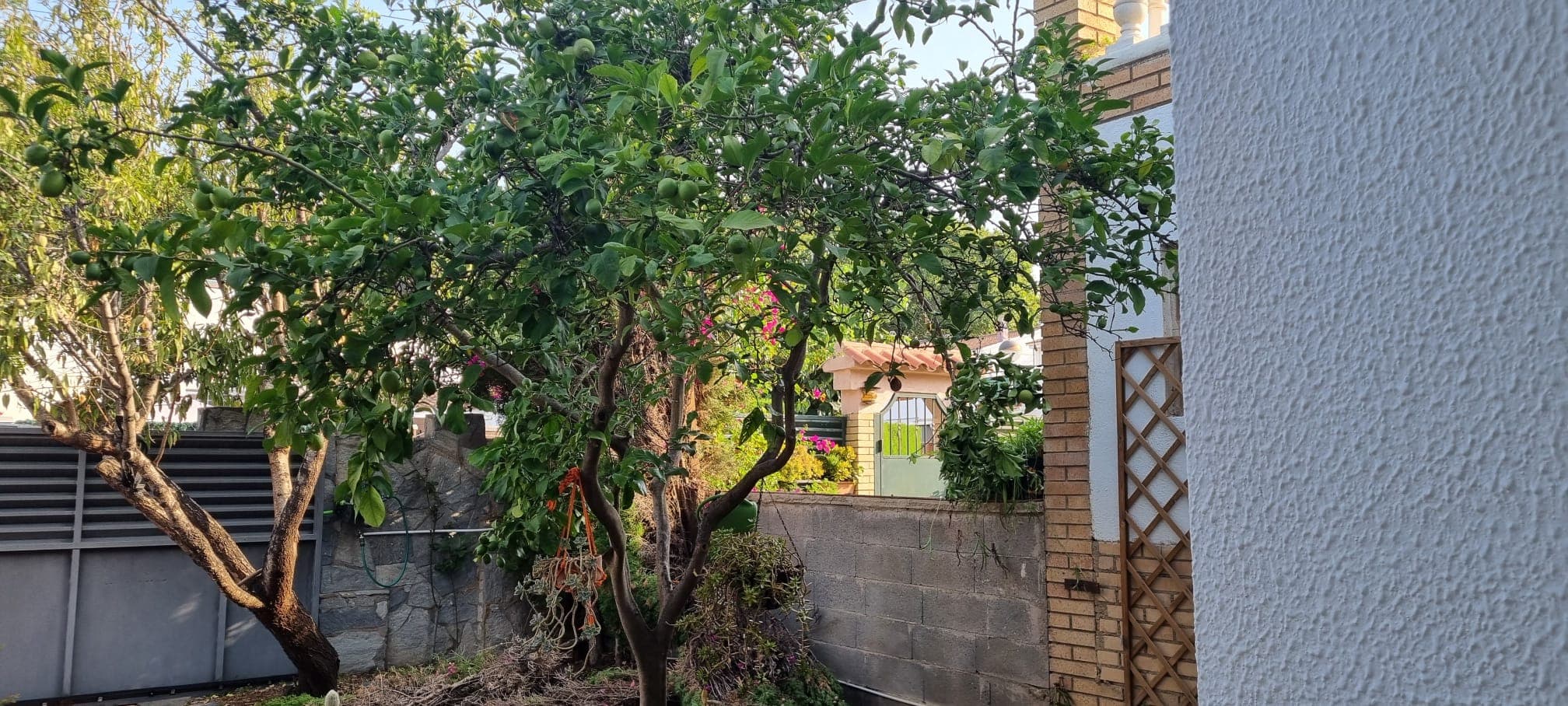 Disseny i Construcció de Jardins